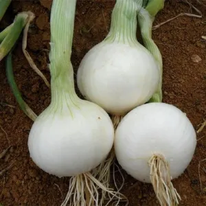 White Sweet Spanish Onion Seeds